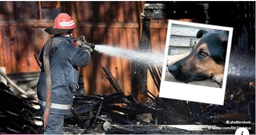 Freudenberg (NRW): Hund rettete dem Besitzer das Leben, starb aber im brennenden Haus